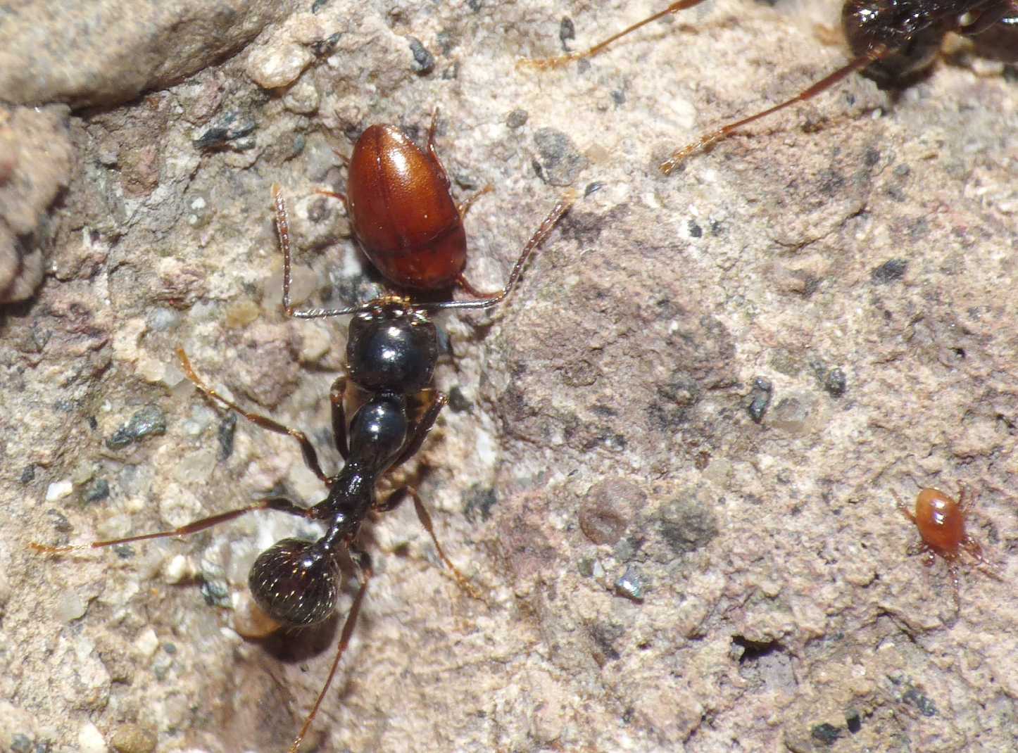 Cholovocera? No. Oochrotus unicolor (Tenebrionidae)